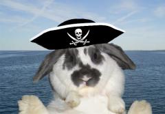 pirate_rabbit